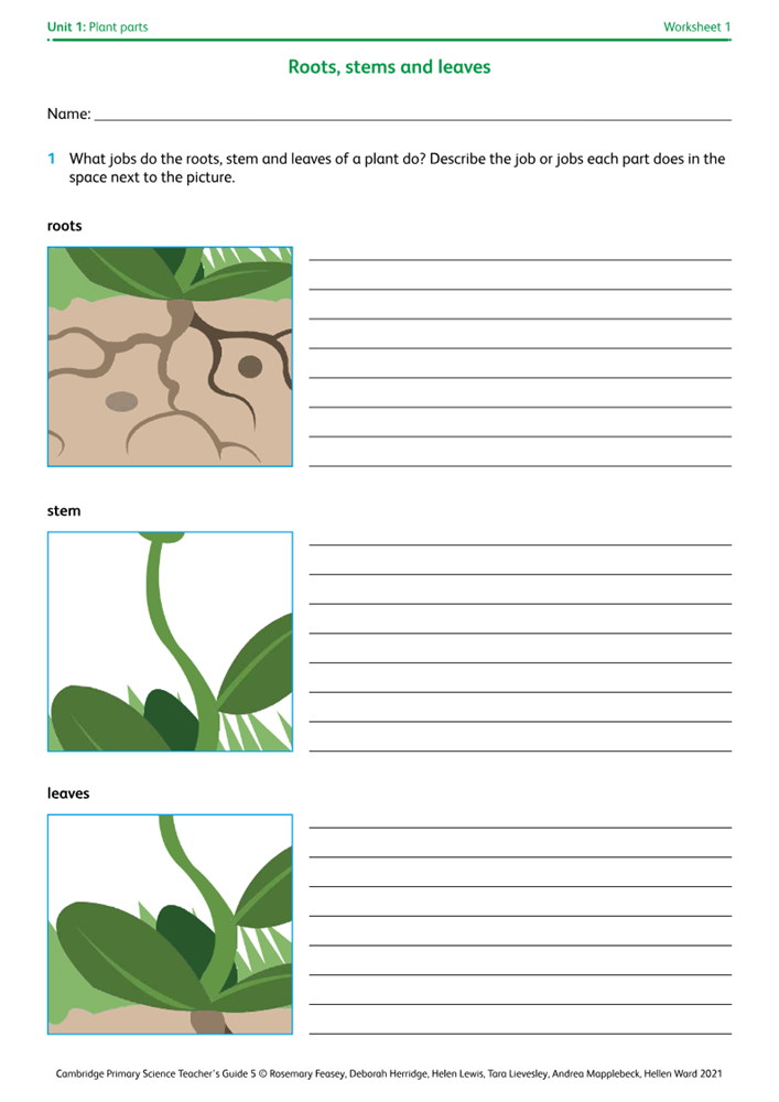 worksheet 1 roots stems and leaves boost
