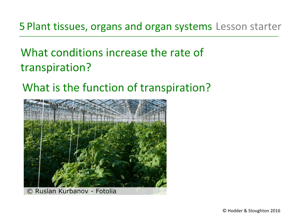 Lesson starter 2 for Chapter 5 Plant tissues, organs and organ systems