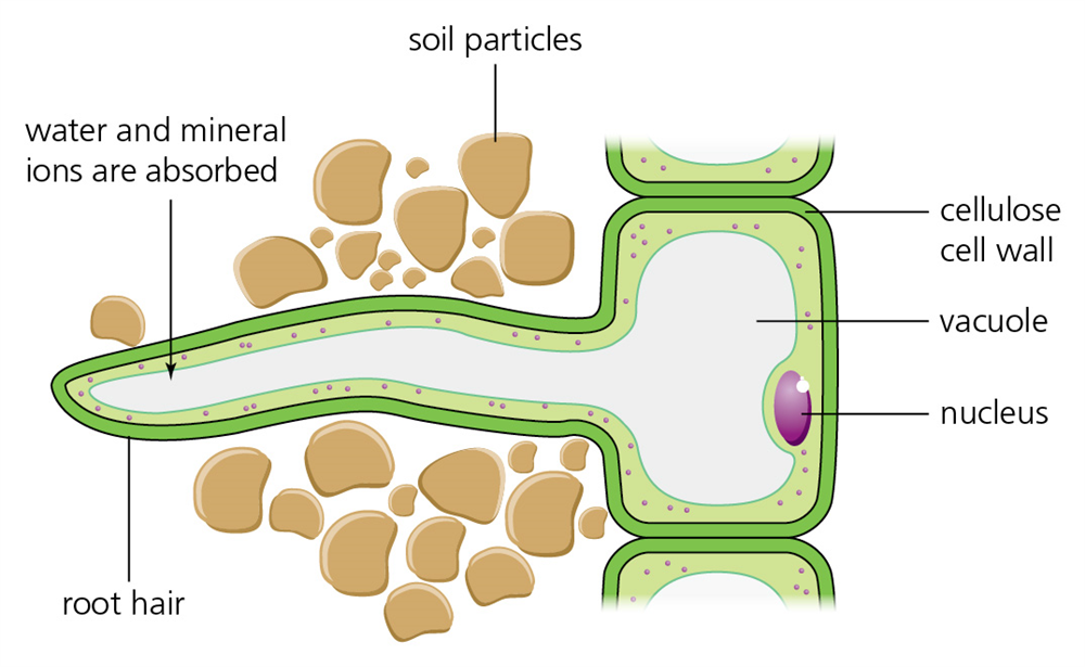 Figure  The parts of a root hair cell | Boost