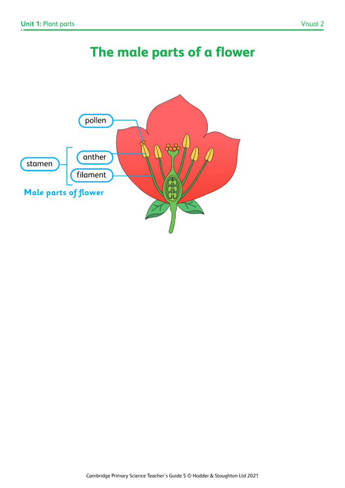parts of a flower for kids 4th grade