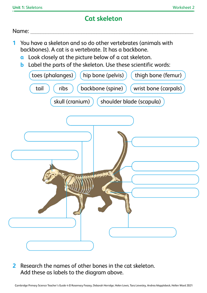 Worksheet 2: Cat skeleton | Boost