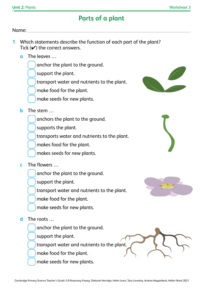 Worksheet 3: Parts of a plant | Boost